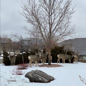 Tiffany Tote 🦌 (quantity 4)